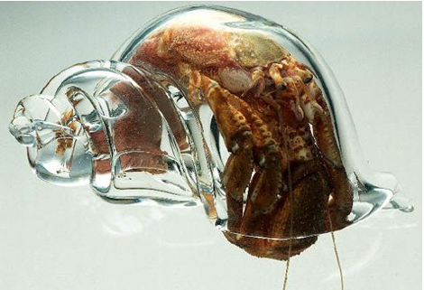 Can Hermit Crabs Live In Fresh Water 6