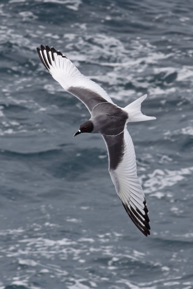 Swallow-tailed-gull-dorsal