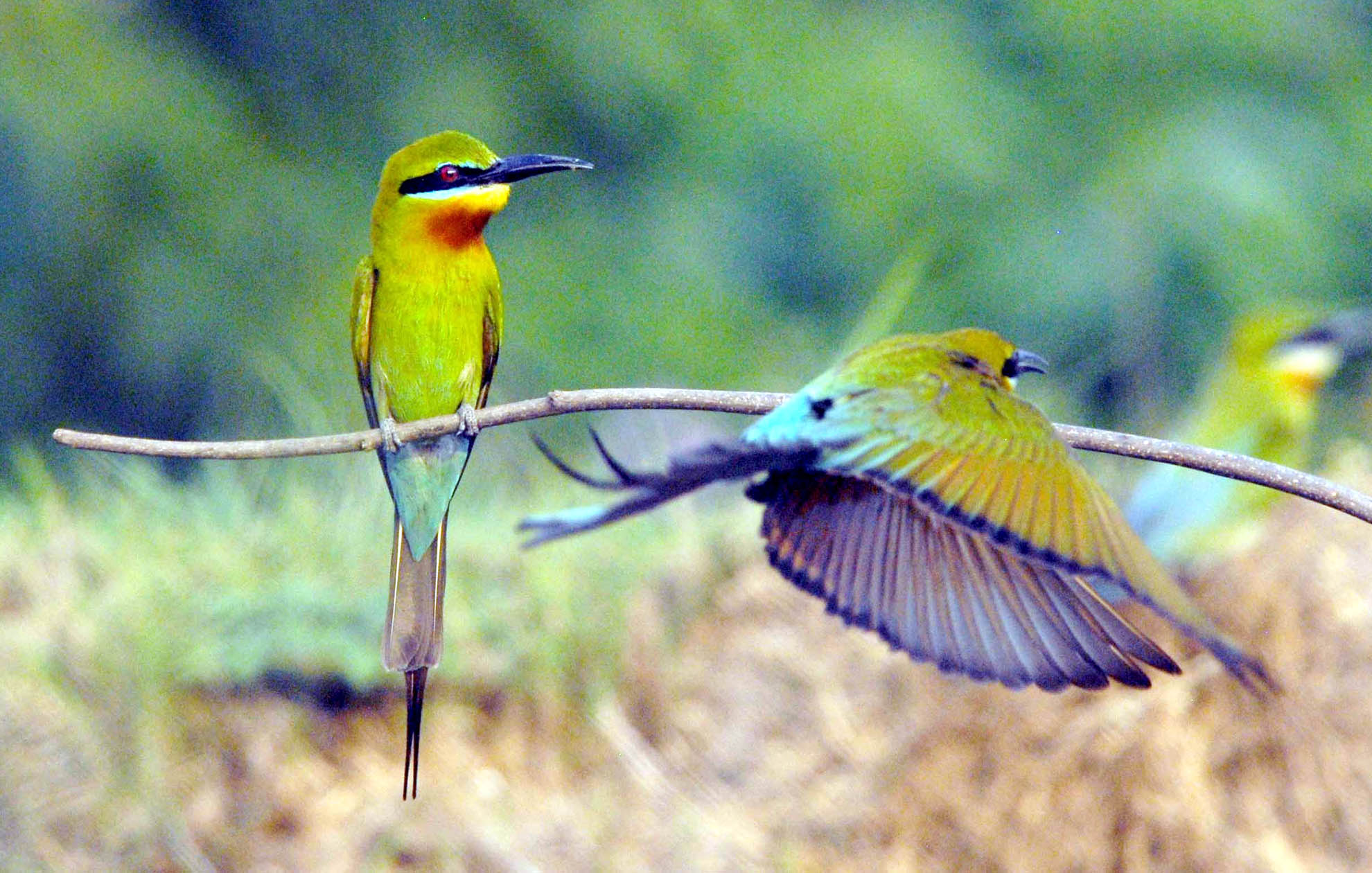 Ranganathittu bird sanctuary  SPEAKZEASY